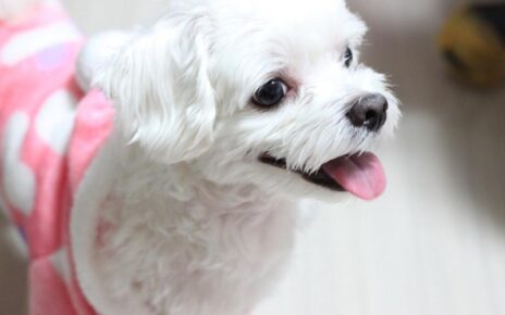 Best Dog Clippers for a Maltese