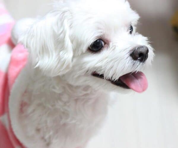 Best Dog Clippers for a Maltese