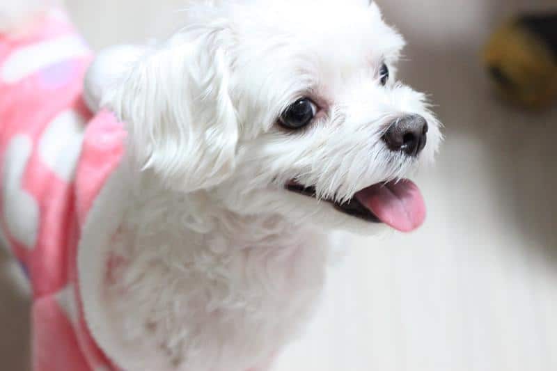 Best Dog Clippers for a Maltese