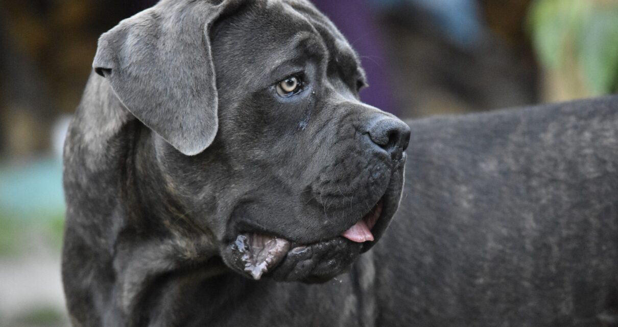 Best Dog Crate for a Cane Corso