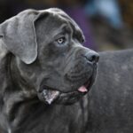 Best Dog Crate for a Cane Corso
