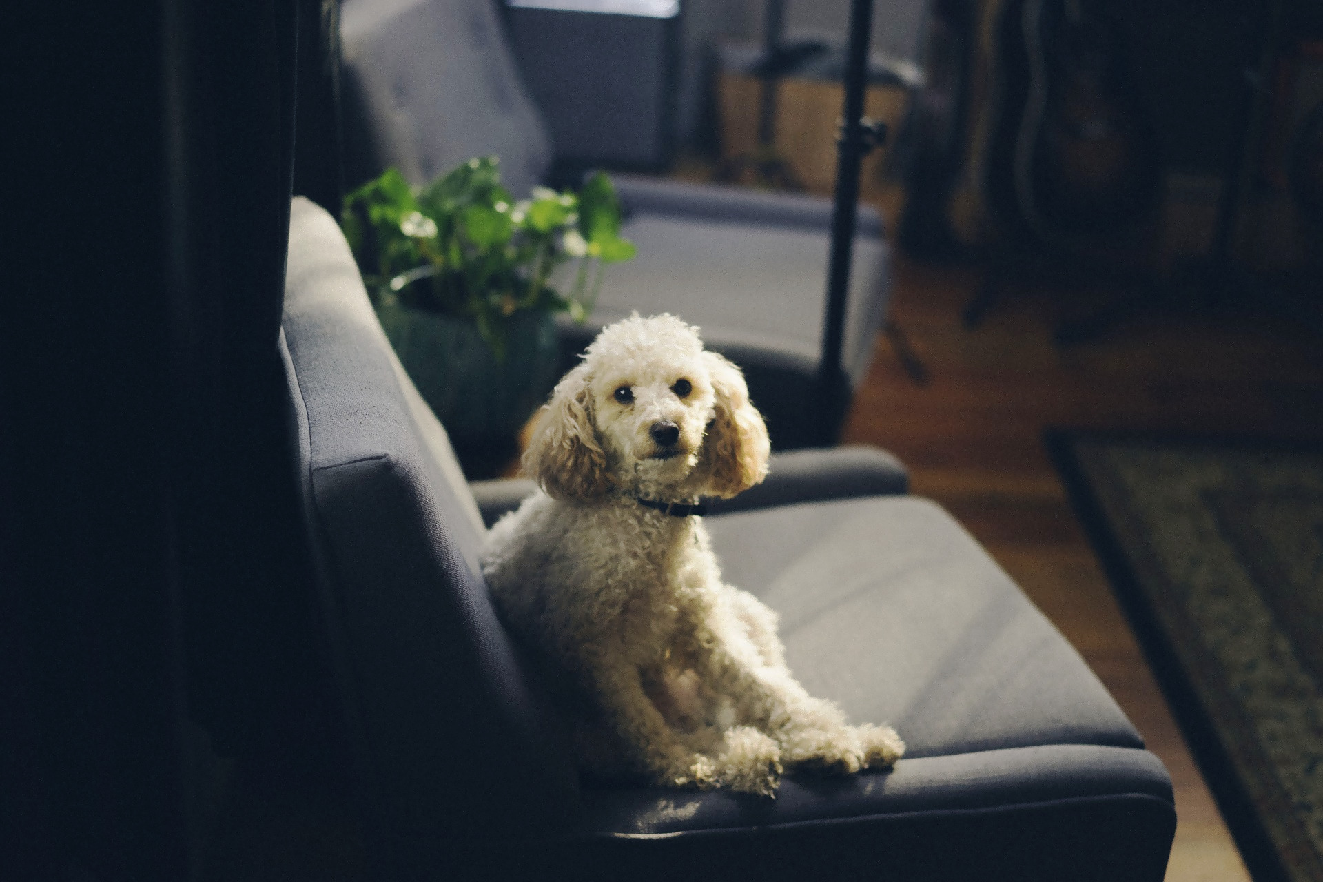 indestructible dog gate