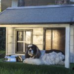 Best Dog House for Hot Weather