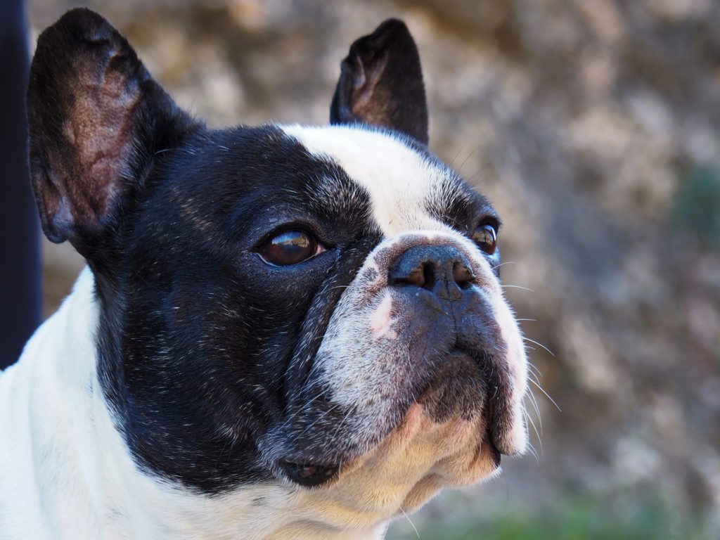 French Bulldog Elevated Dog Bowl Height