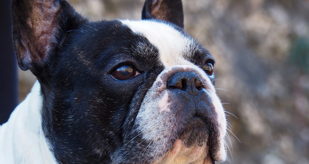 Best Ear Cleaner for French Bulldog