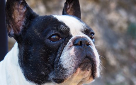 Best Ear Cleaner for French Bulldog