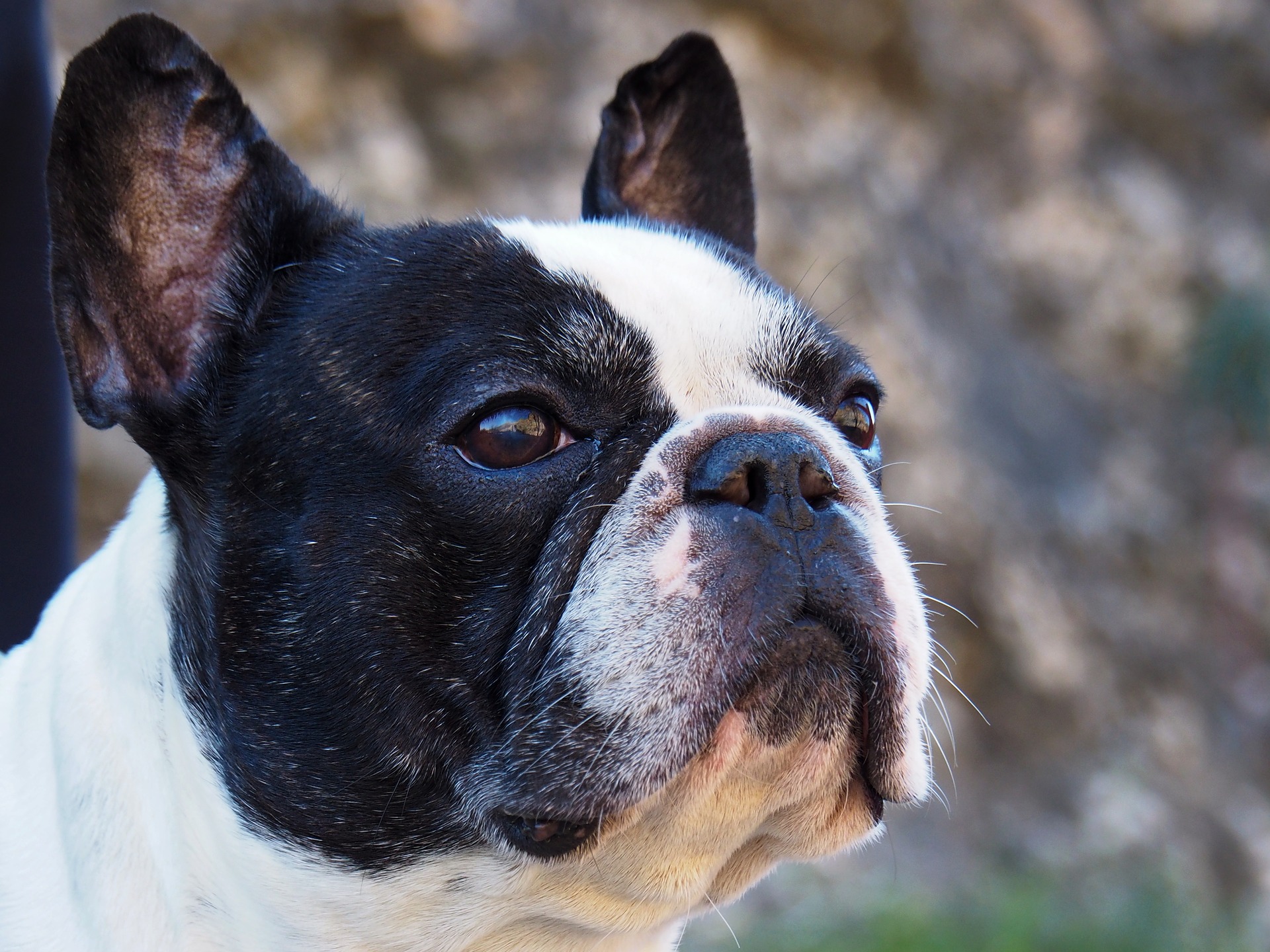 Best Ear Cleaner for a French Bulldog - The Pet Supply Guy