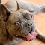 Best Elevated Dog Bowls for a French Bulldogs