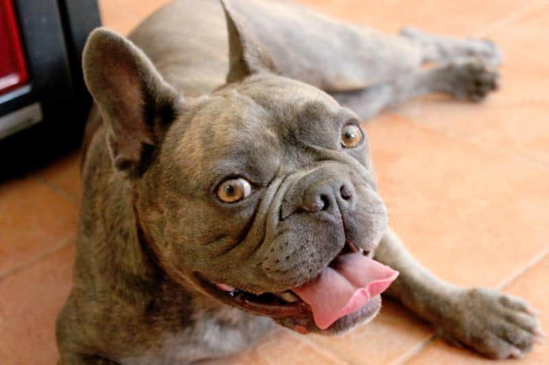 Best Elevated Dog Bowls for a French Bulldogs