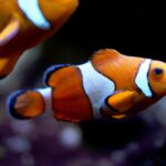 Best Fake Anemone for Clownfish