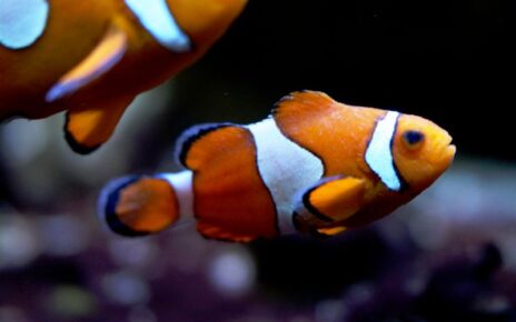 Best Fake Anemone for Clownfish