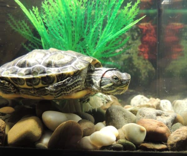 Best Filter for Red Eared Slider Tank