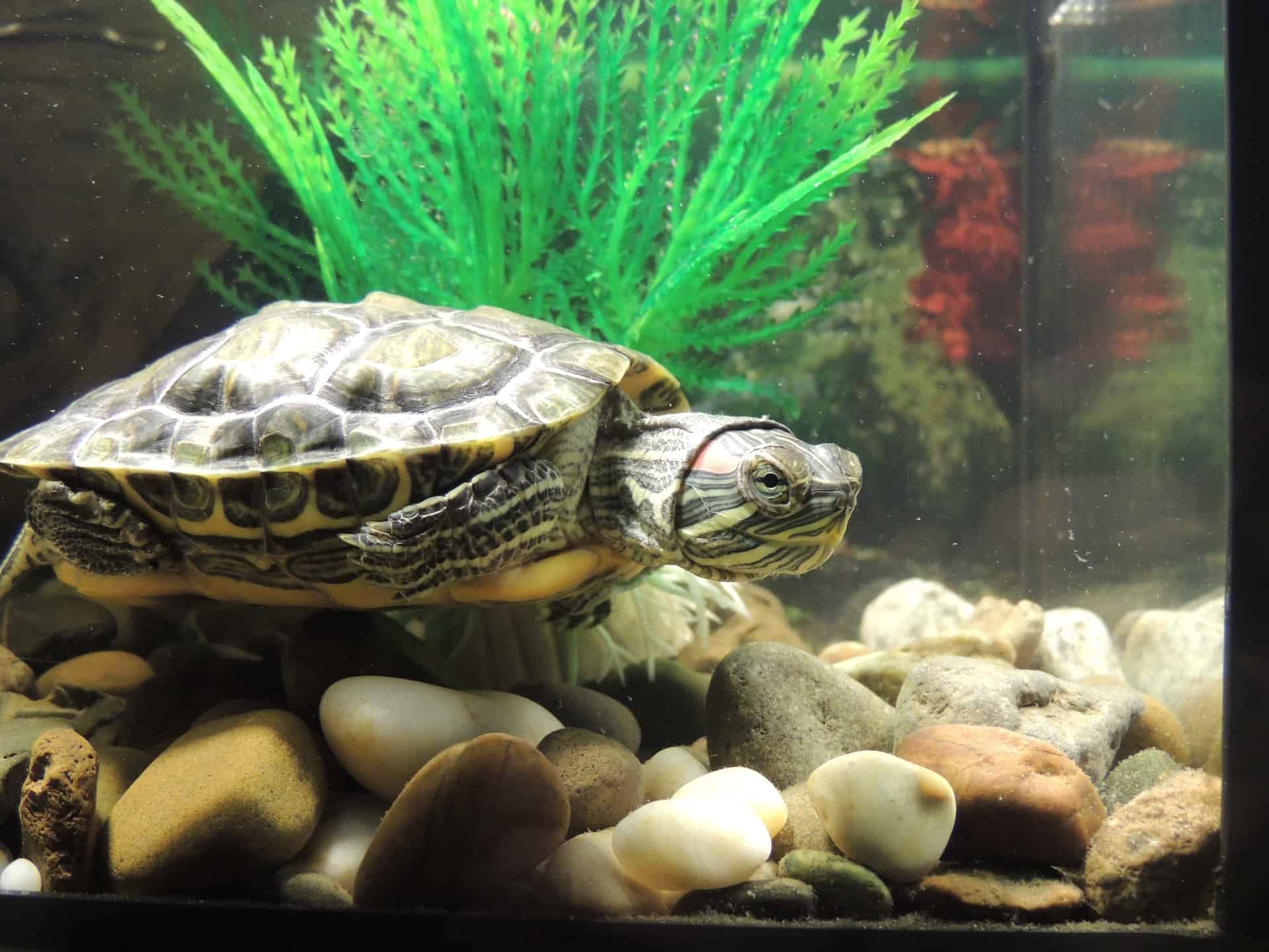 Best Filter For Red Eared Slider Tank The Pet Supply Guy