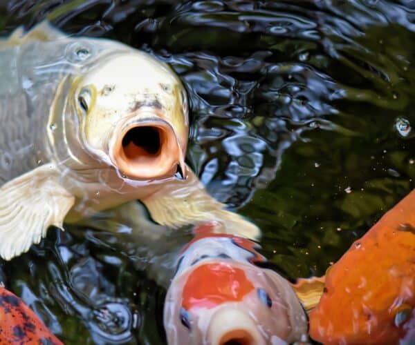 Best Fish Feeder for Ponds