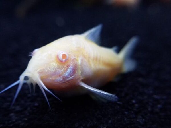 Best Fish for Cleaning The Bottom Of A Tank