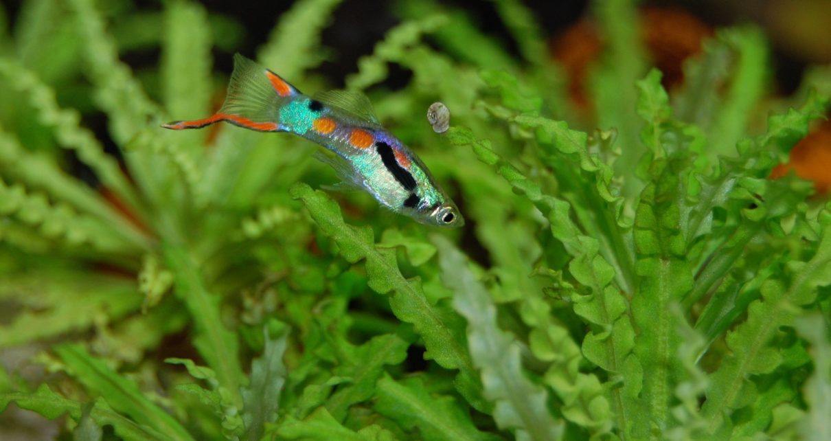 Best Fish for Small Tank without Heater