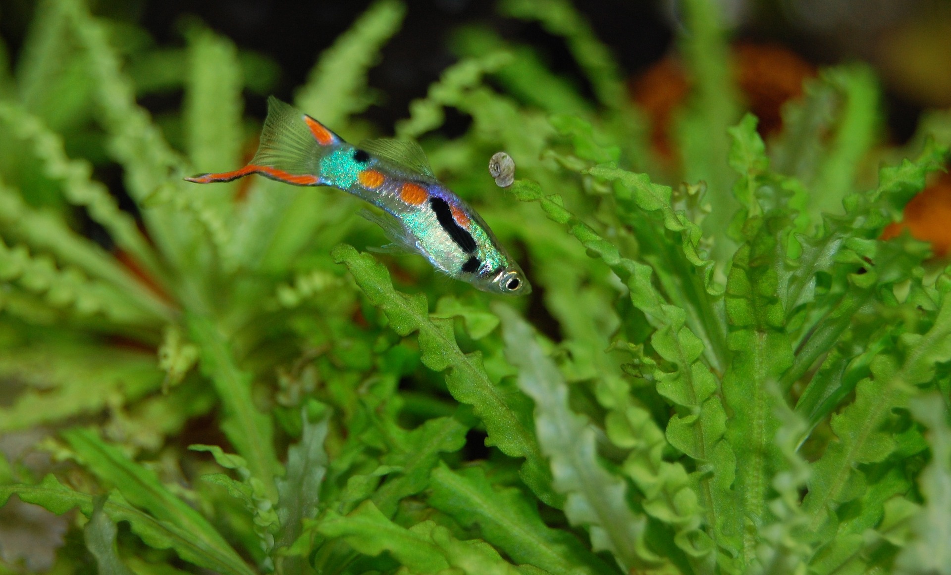 fish that thrive in small tanks