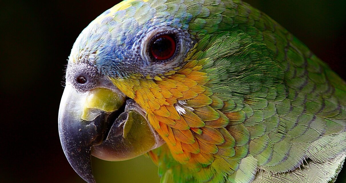 Best Food for Amazon Parrots