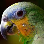 Best Food for Amazon Parrots