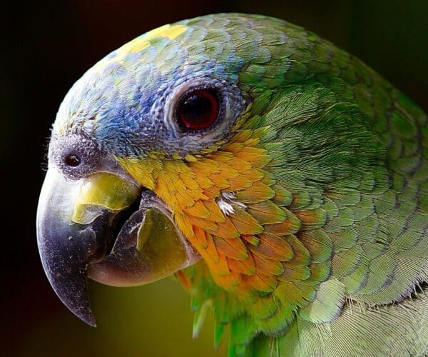 Best Food for Amazon Parrots