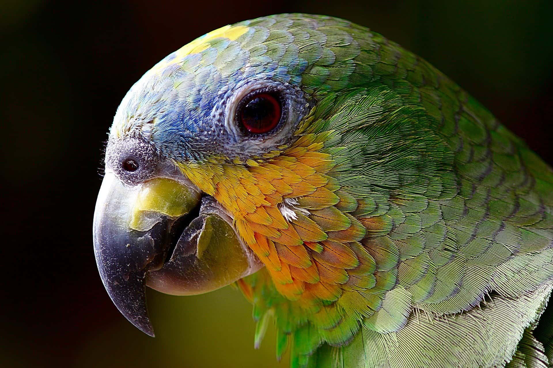 Best Food for Amazon Parrots The Pet Supply Guy