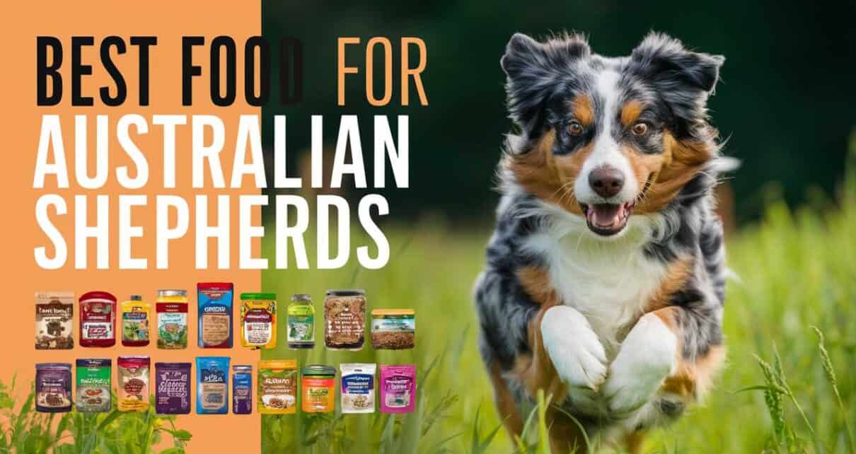 Best Food for Australian Shepherds