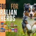 Best Food for Australian Shepherds