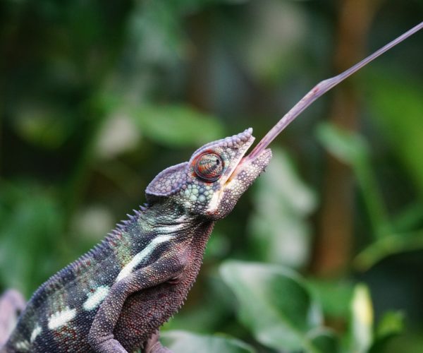 Best Food for Chameleons