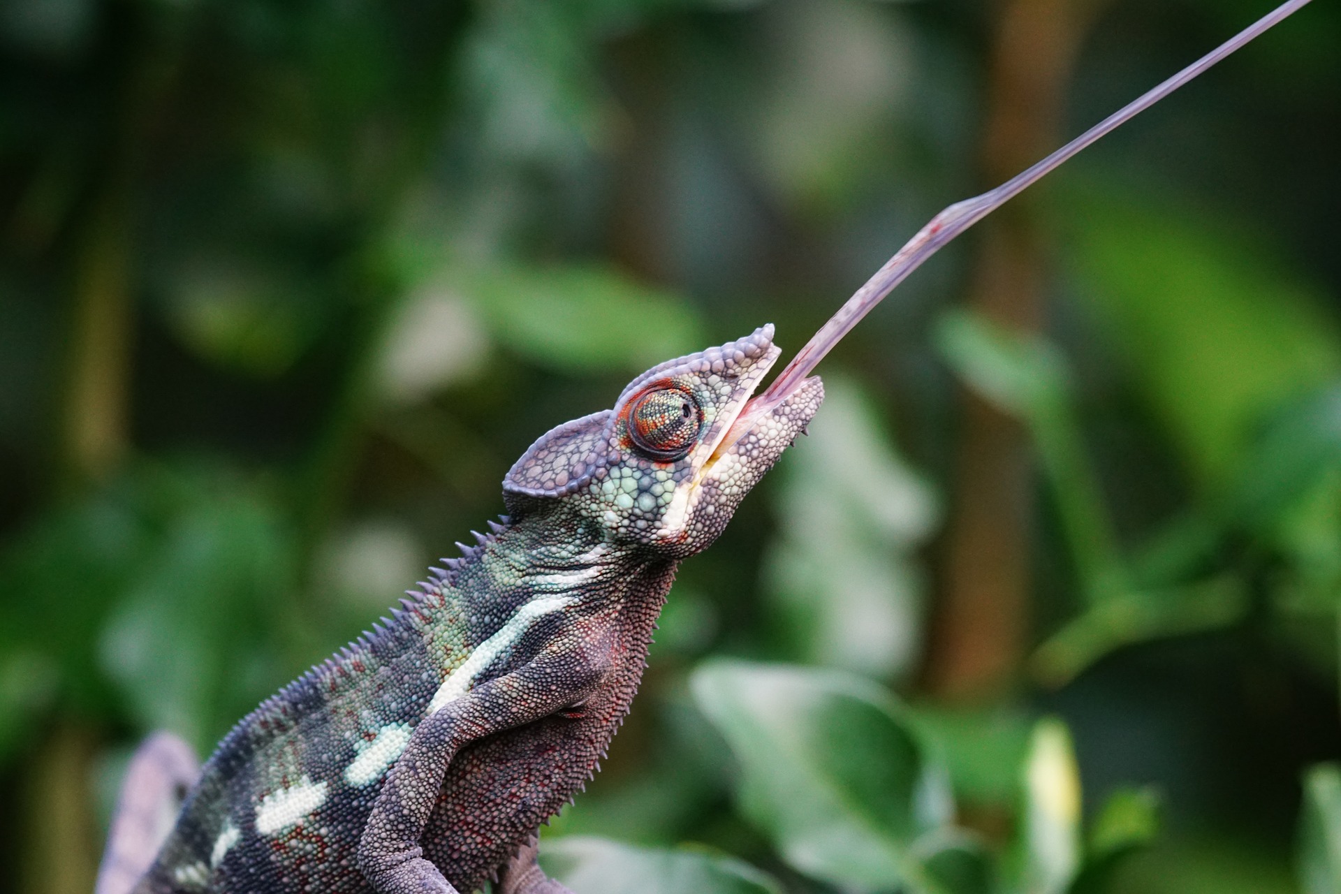 Best Food for Chameleons - The Pet Supply Guy