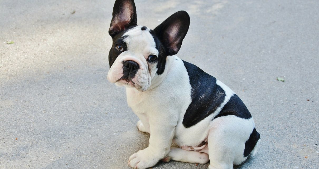 Best Food for French Bulldog with Sensitive Stomach