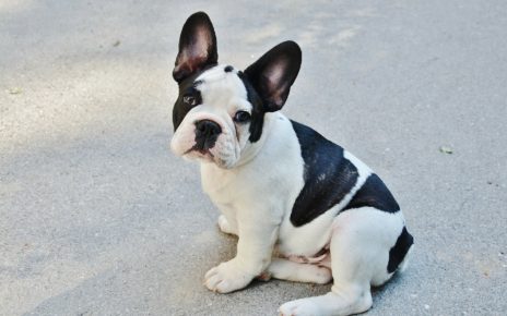 Best Food for French Bulldog with Sensitive Stomach