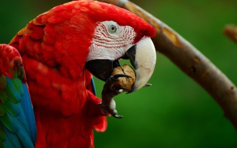 Best Food for Macaws