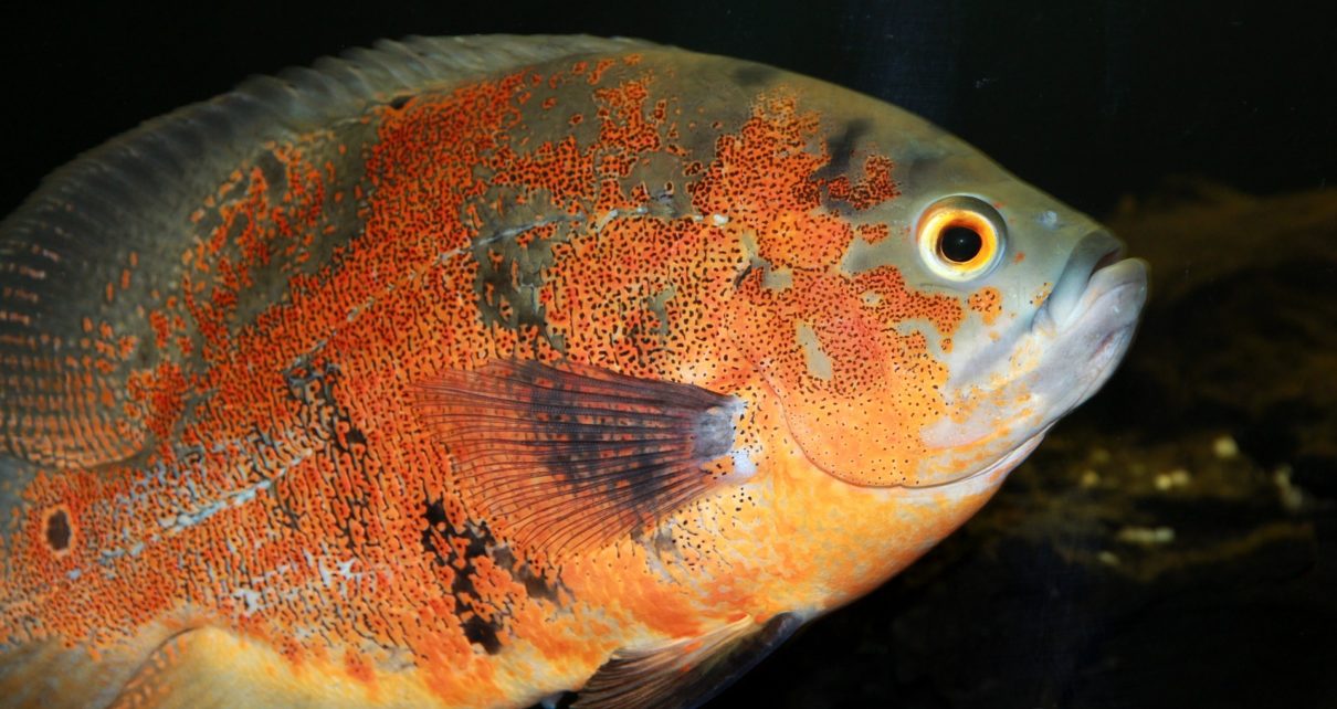 Best Food for Oscar Fish Growth