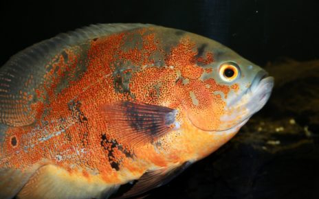 Best Food for Oscar Fish Growth