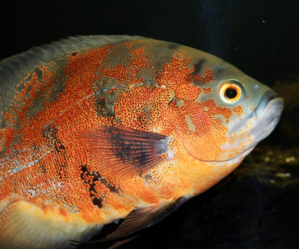 Best Food for Oscar Fish Growth