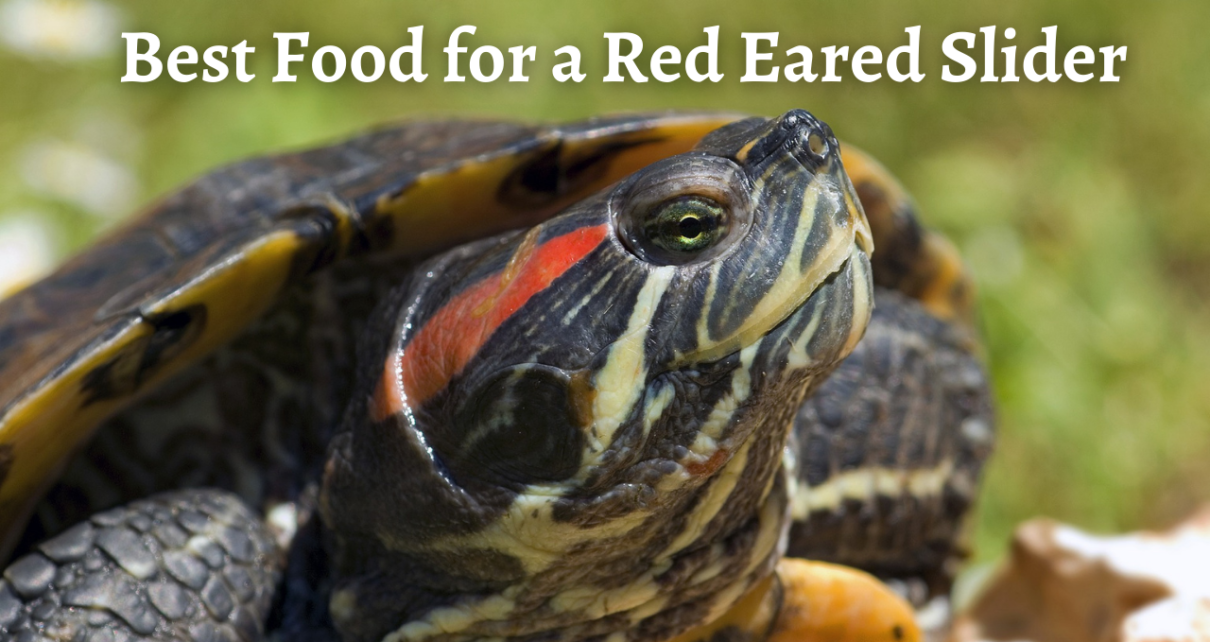 Best Food for Red Eared Sliders