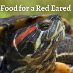 Best Food for Red Eared Sliders