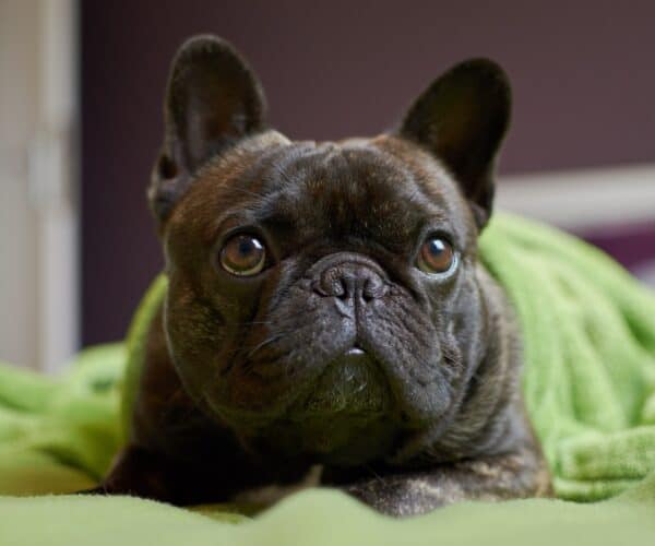Best French Bulldog Shampoo