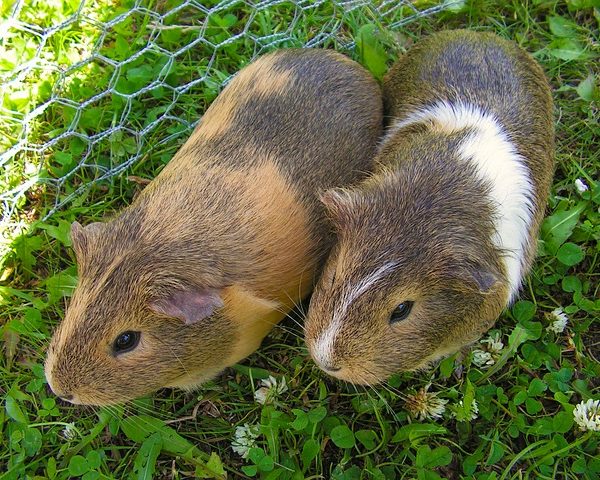 Best Guinea Pig Cage for 2