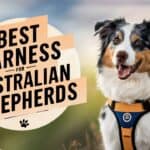 Best Harness for Australian Shepherds
