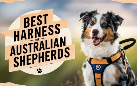 Best Harness for Australian Shepherds
