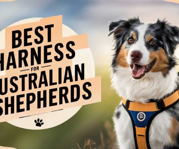Best Harness for Australian Shepherds