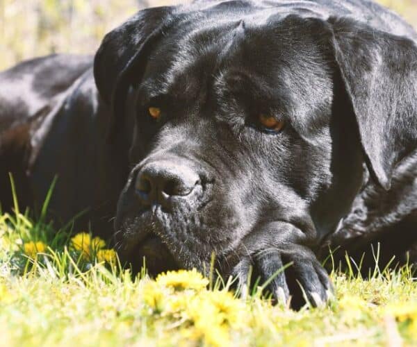 Best Harness for a Cane Corso
