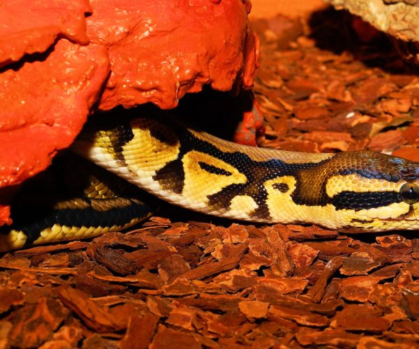 Best Heat Lamp for Ball Python