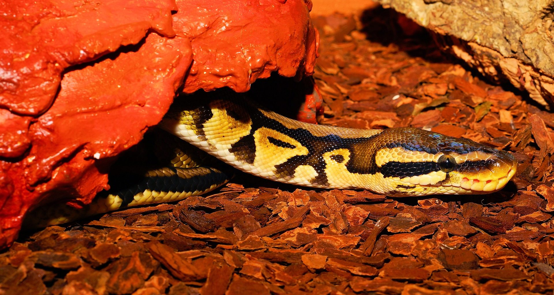 Best Heat Lamp for a Ball Python The Pet Supply Guy