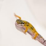 Best Heat Mat for a Leopard Gecko