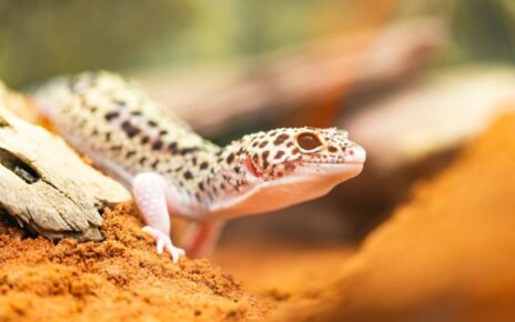 Best Incubator for Leopard Gecko Eggs