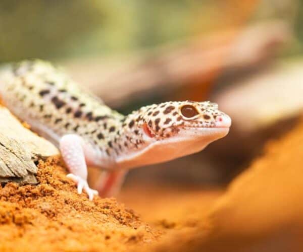 Best Incubator for Leopard Gecko Eggs