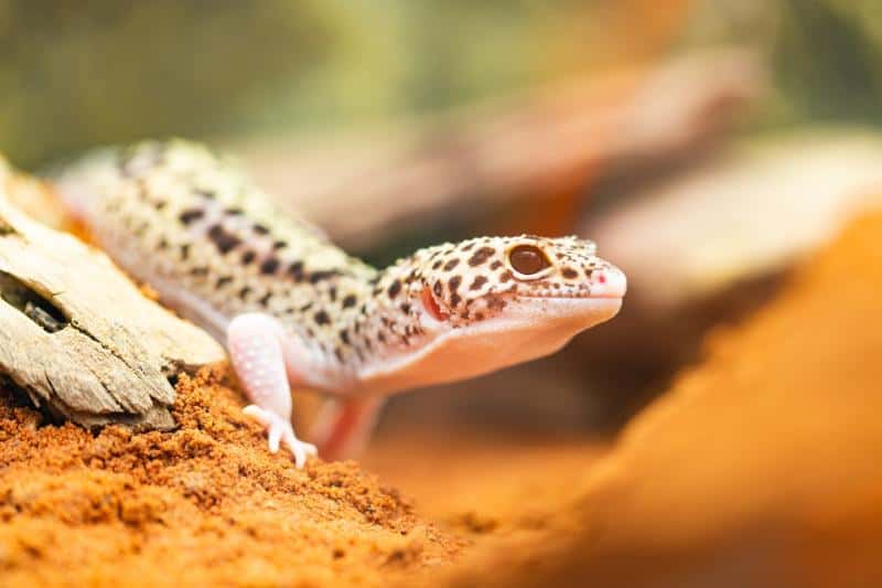 Best Incubator for Leopard Gecko Eggs