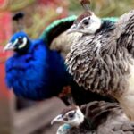 Best Incubator for Peacock Eggs
